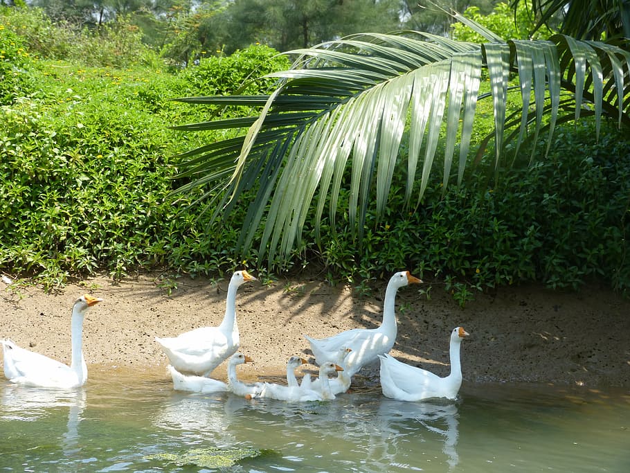 duck, geese, lake, white, family, birds, animals in the wild, animal wildlife, bird, group of animals
