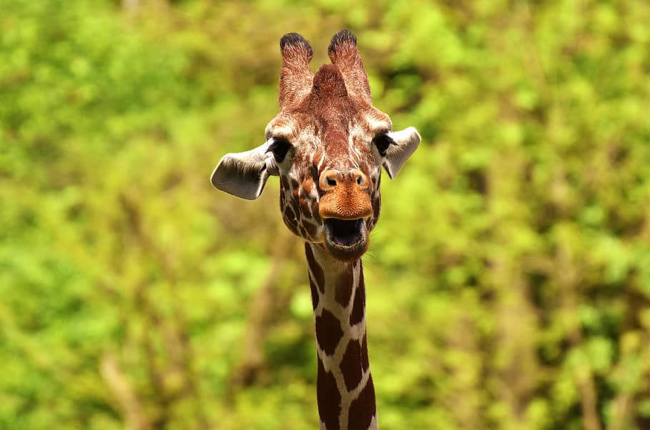 selective, focus photo, giraffe, wild animal, stains, long jibe, animals, africa, zoo, mammal