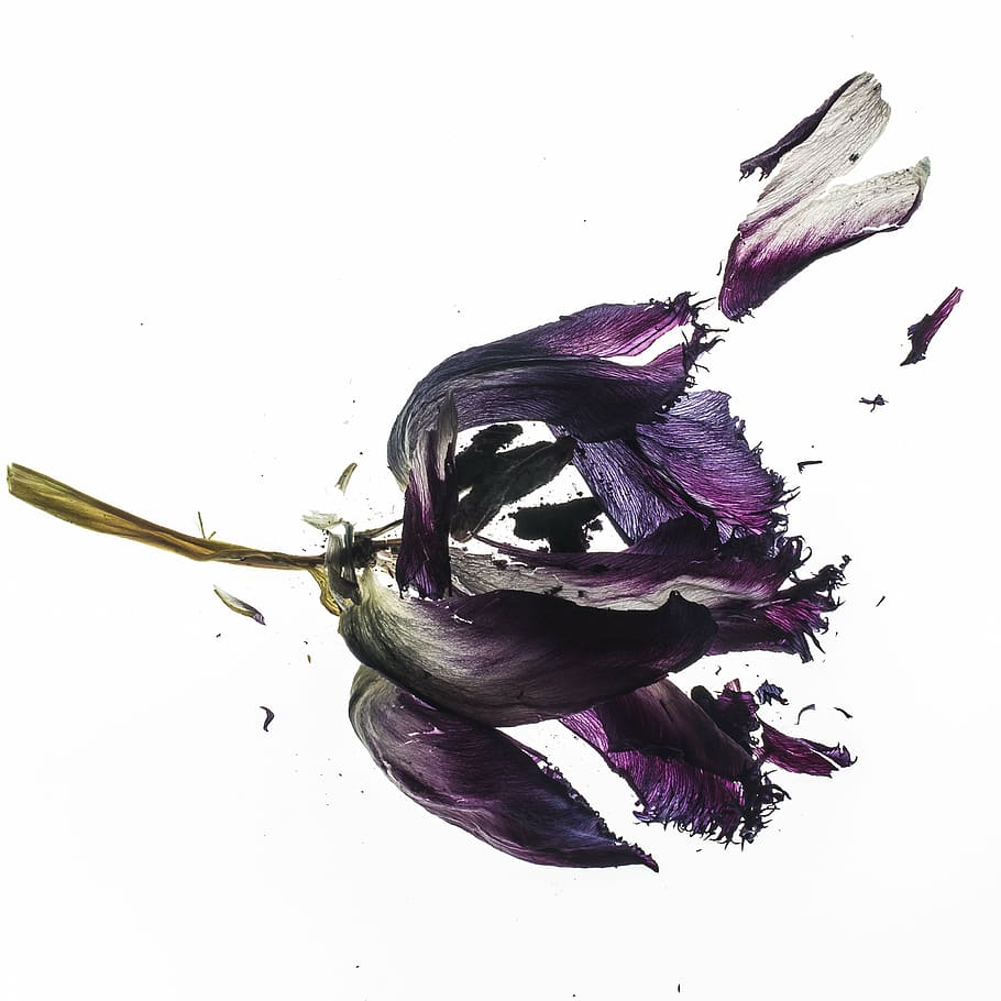 destrozado, púrpura, flor de pétalo, tulipán, seco, planta, flor, flor seca, naturaleza, plantas