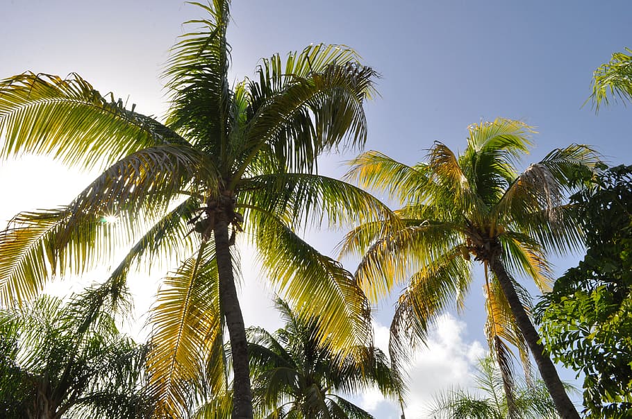 green, coconut trees, white, clouds, blue, sky, daytime, beach, west indies, sea