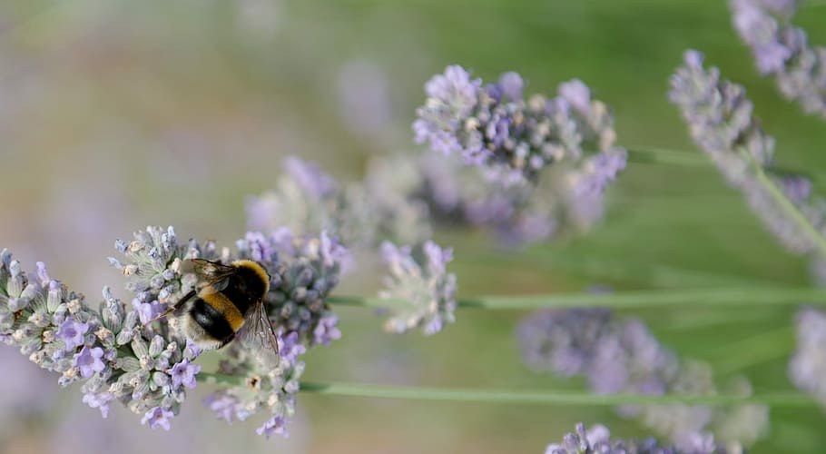 Bumble Bee, Lavender, musim panas, satu hewan, bunga, tema binatang, serangga, ungu, hewan di alam liar, tanaman berbunga