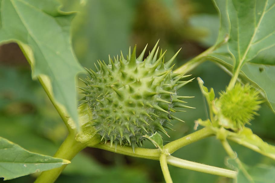 Thorn Apple, Toxic, gift, green, medicinal plant, herbalism, fatal, plant, fruit, growth