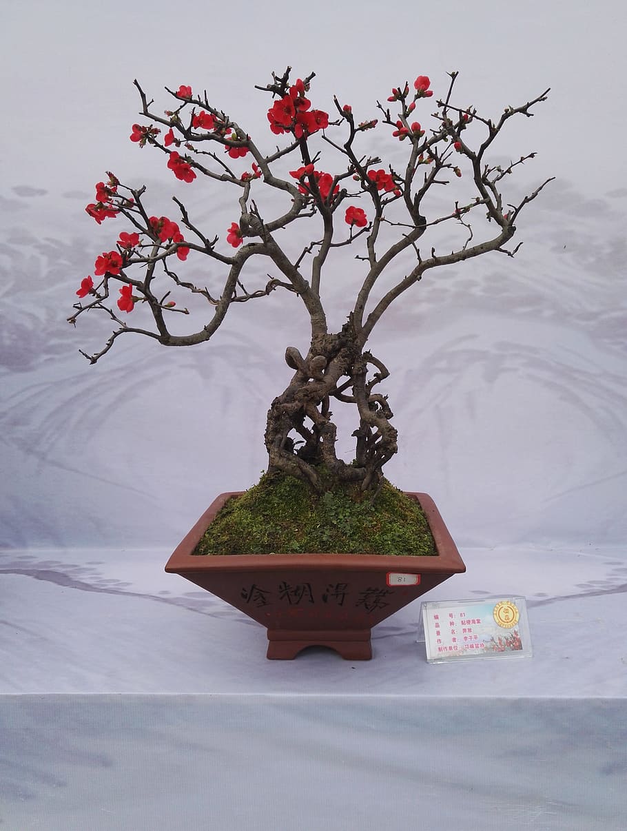 Bonsai, Exhibition, Flower, Kumquat, bonsai exhibition, begonia flower, tree, bonsai tree, winter, branch