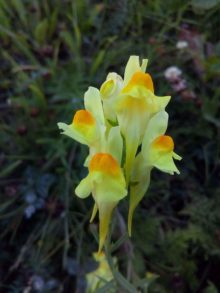 linaria, common, flower, yellow, wild flax, medicinal plant, poisonous plant, inflorescence, brush, vulnerability