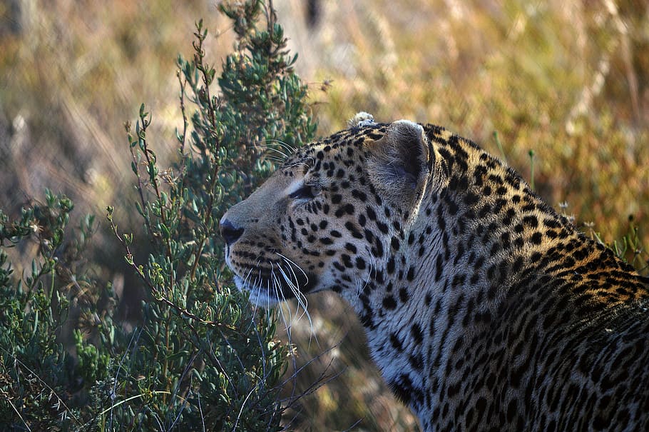 leopardo, perfil, karoo, mamífero, depredador, salvaje, carnívoro, un animal, animal, temas de animales