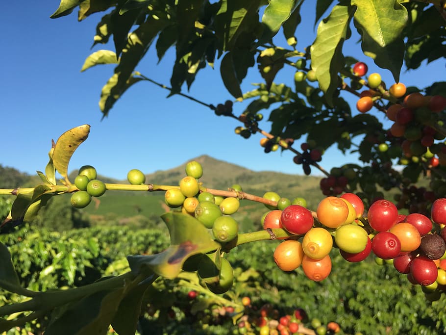 pequeño, redondo, rojo, verde, frutas, foto de enfoque, café, planta, café rojo, granja