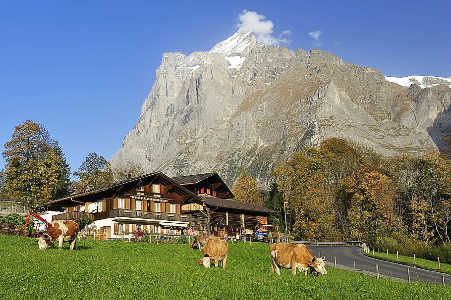 brown-and-white cattles, house, daytime, grindelwald, farmhouse, mountain hiking, autumn, postkartenmotiv, wooden houses, alpine