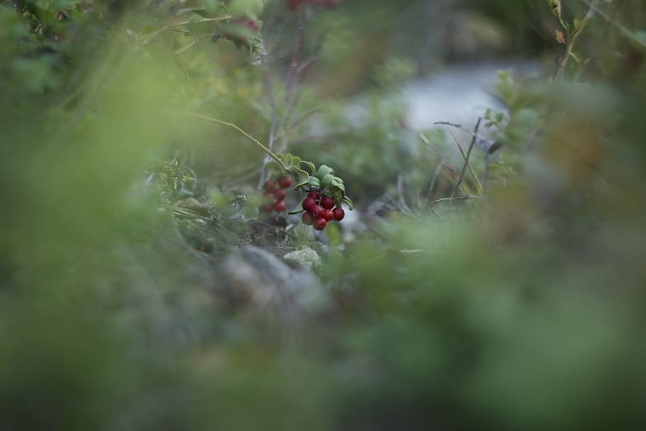 berry, cranberries, forest, beauty, delight, nature, greens, vitamin, fresh, useful
