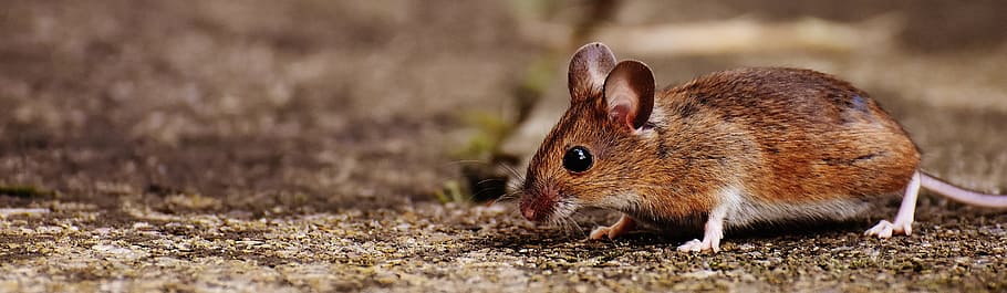 shallow, focus photography, brown, mice, mouse, rodent, cute, mammal, nager, nature