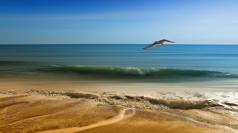 voando, branco, pássaro, ondulando, corpo, água, linha costeira, mar, vaga, areia