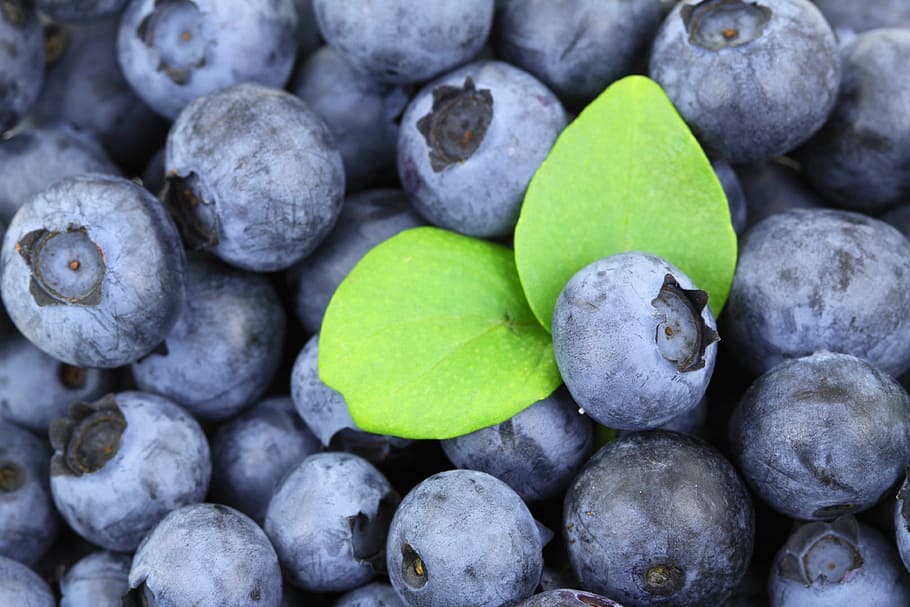 dua, lead, tumpukan, blueberry, latar belakang, memetik, biru, makanan, segar, buah