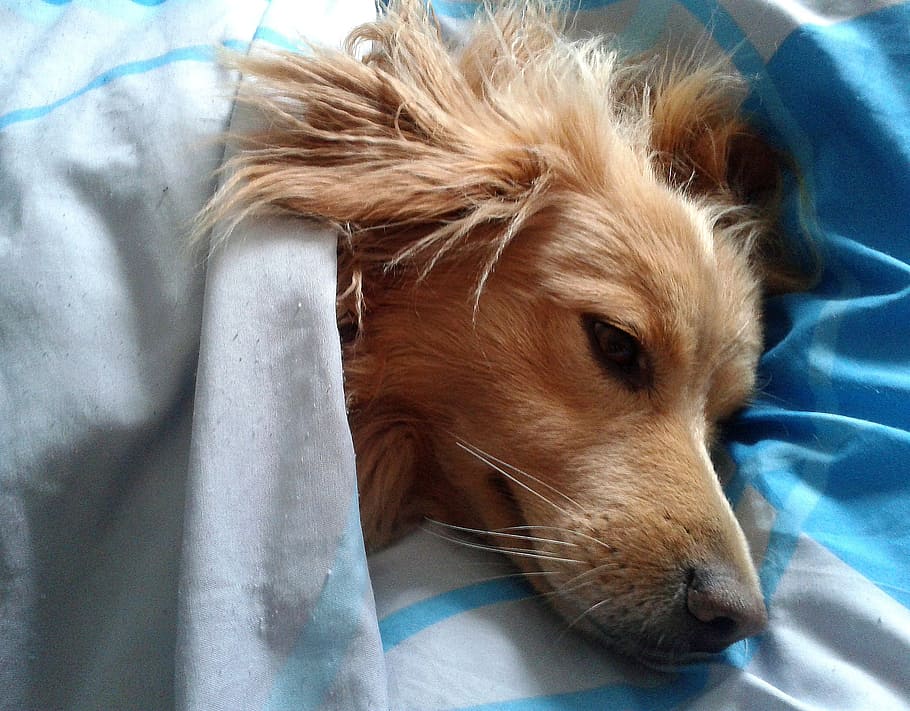 golden, retriever puppy, lying, blue, textile, dog, animal, favorite, sleep, tired