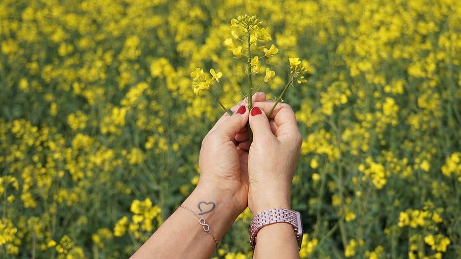 hands, woman, flowers, oilseed rape, field of rapeseeds, nature, rapeseed oil, healthy, lifestyle, tattoo