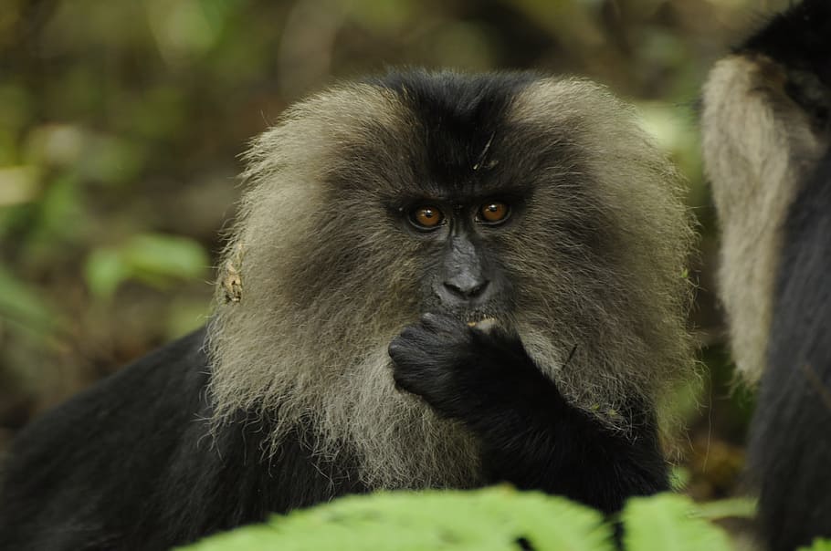 lion tailed macaque, western ghats, nature, lion, macaque, monkey, tailed, wildlife, animal, endangered