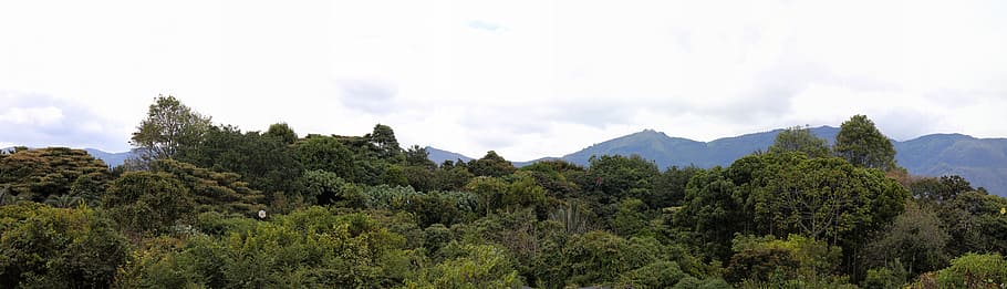 bogotá, panorama, botanical garden, trees, nature, mountains, tree, mountain, scenics - nature, plant