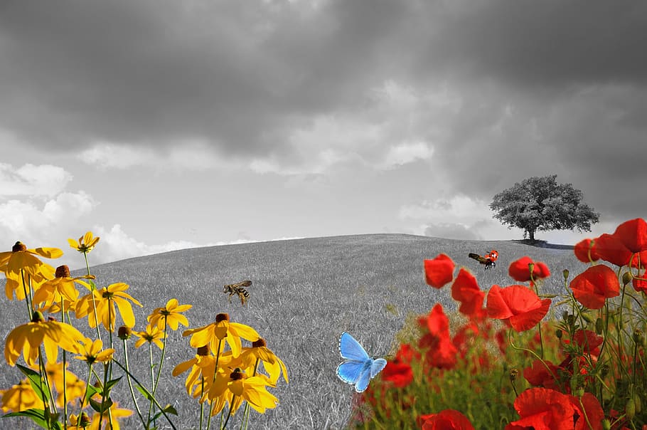 selective, color photography, rose, Green Meadow, Flower, meadow, flower meadow, grass, nature, blade of grass