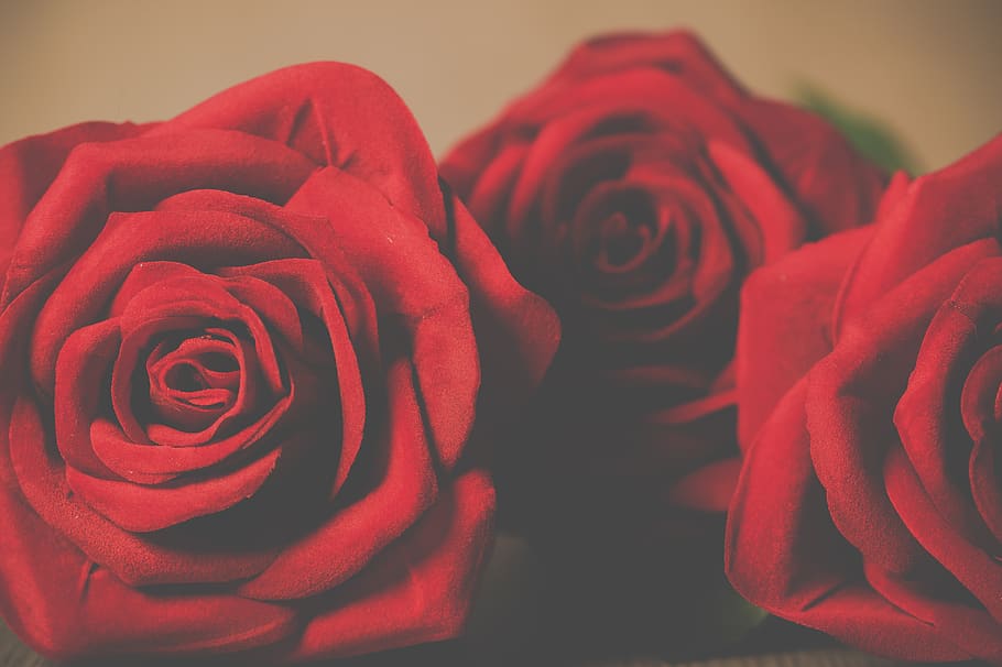 Valentine's Day, three, red, rose, close-up, flower, green, petals, beautiful, flora