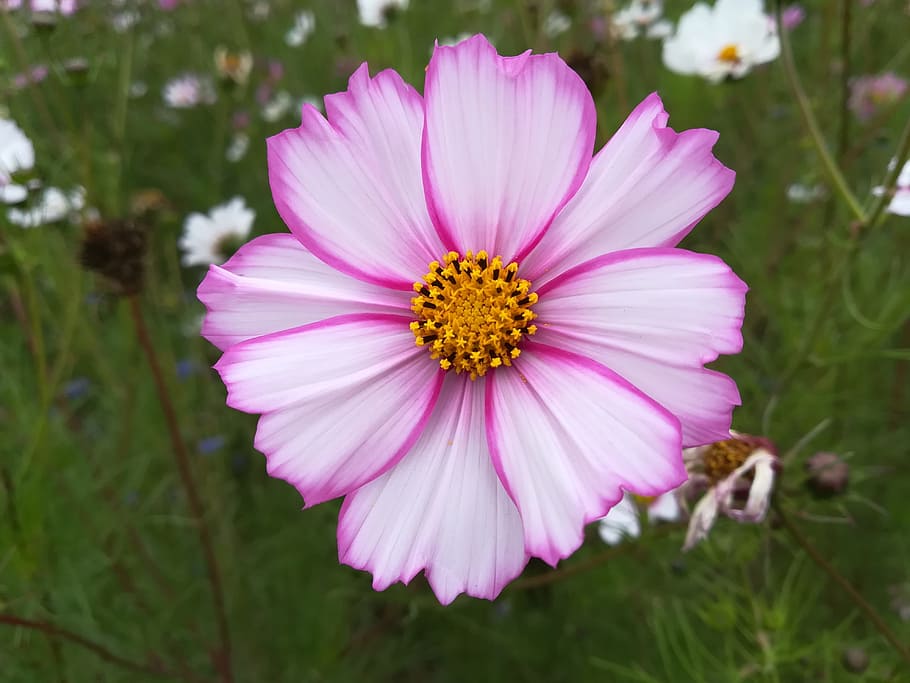 flower, sea of flowers, campus, cosmos, autumn english, beauty, flowering plant, freshness, plant, fragility