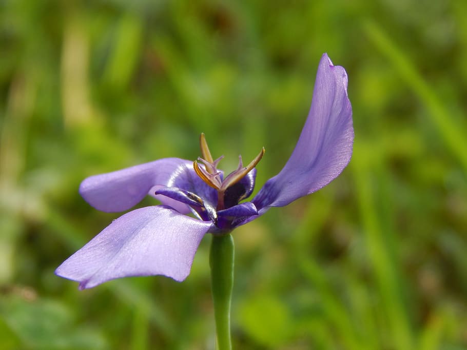 Flor, violeta, hélice, flor hélice, flor silvestre, flor morada, pétalo,  púrpura, naturaleza, fragilidad | Pxfuel