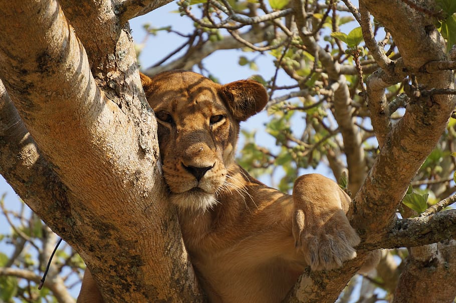 animals, lions, cubs, adorable, feline, wildlife, nature, trees, branches, twigs