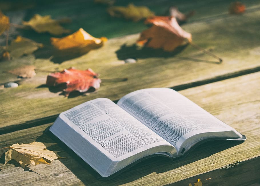 opened, book, wooden, surface, bench, bible, dry leaves, knowledge, pages, publication