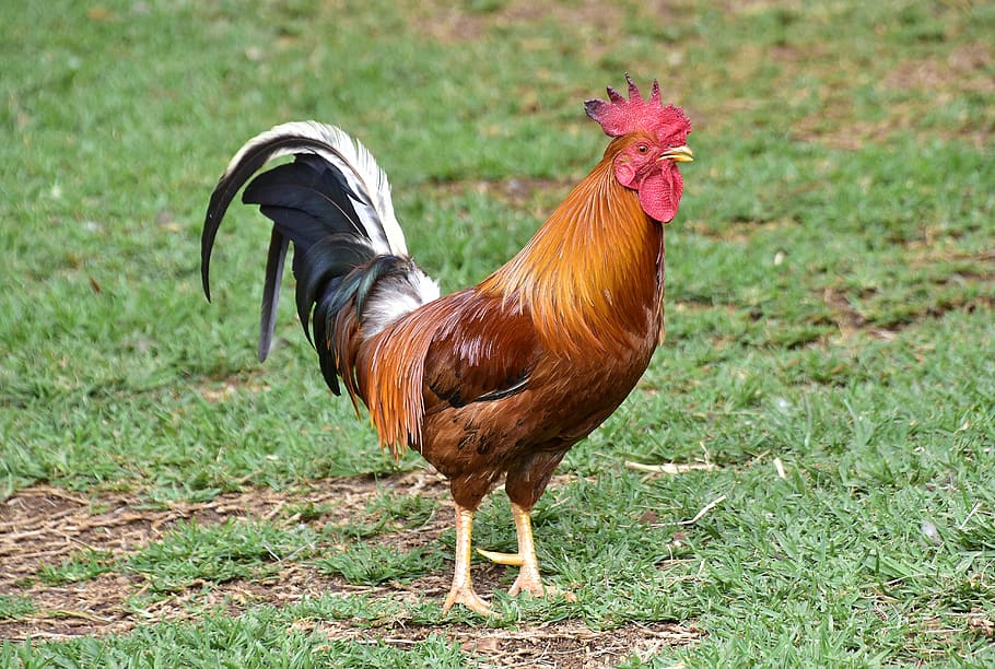 poultry, gallo, domestic fowl, crest, feathers, young cock, livestock, domestic animals, chicken - bird, animal themes