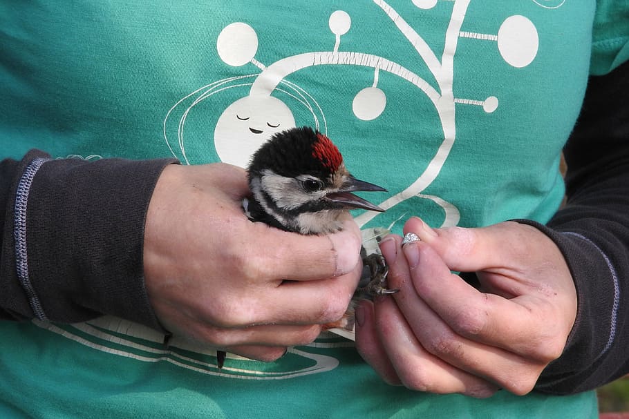 ornithology, ringing of birds, science, spotted, one animal, mammal, pets, domestic, domestic animals, vertebrate