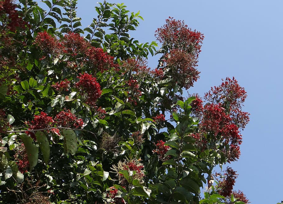 árbol, kindal, asvakarnah, terminalia paniculata, combretaceae, pentaptera paniculata, floración murdah, kinjal, pumarutu, vadamarudu