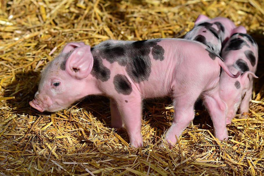 piglet, pig, young, new born, animal, mammal, farm, straw, animal themes, young animal