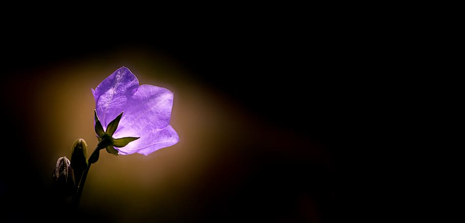 purple bell flower, bellflower, flower, violet, purple, blossom, bloom, blossomed, light, sunlight