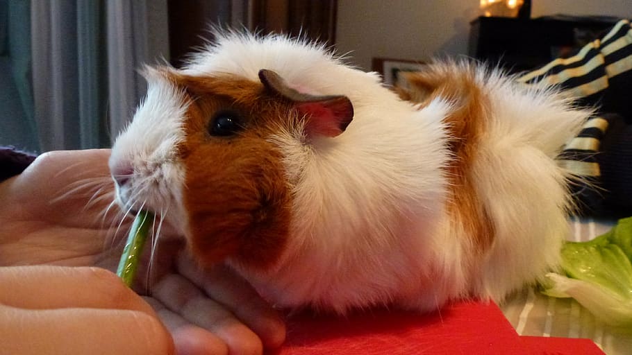 guinea pig, rodent, guinea pig house, mammal, domestic, animal, pets, animal themes, one animal, domestic animals