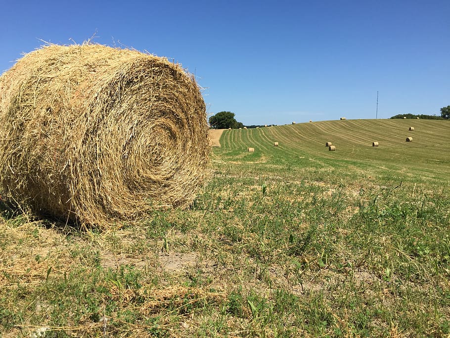 round hay bale, big, Hay Bale, big round bale, farm scene, field scene, rustic, alfalfa, big bales, hay stack