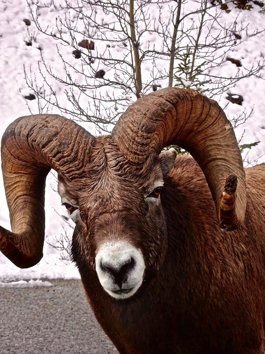 big horn sheep, ram, wildlife, mountain, horned, head, canada, sheep, big, horn