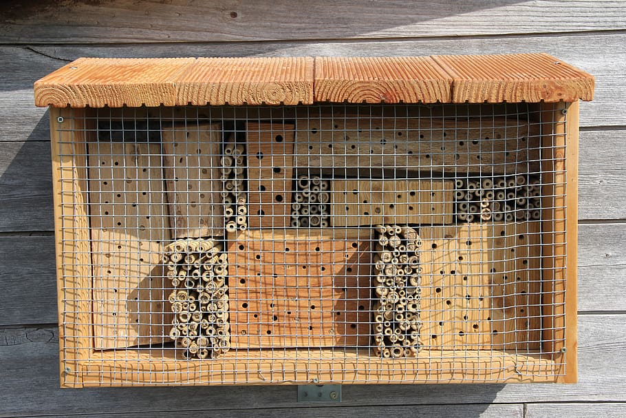 insect hotel, mason bee, hornfaced mason bee, wasp, insect, insect house, insect protection measures, insect asylum, bamboo, bamboo cane