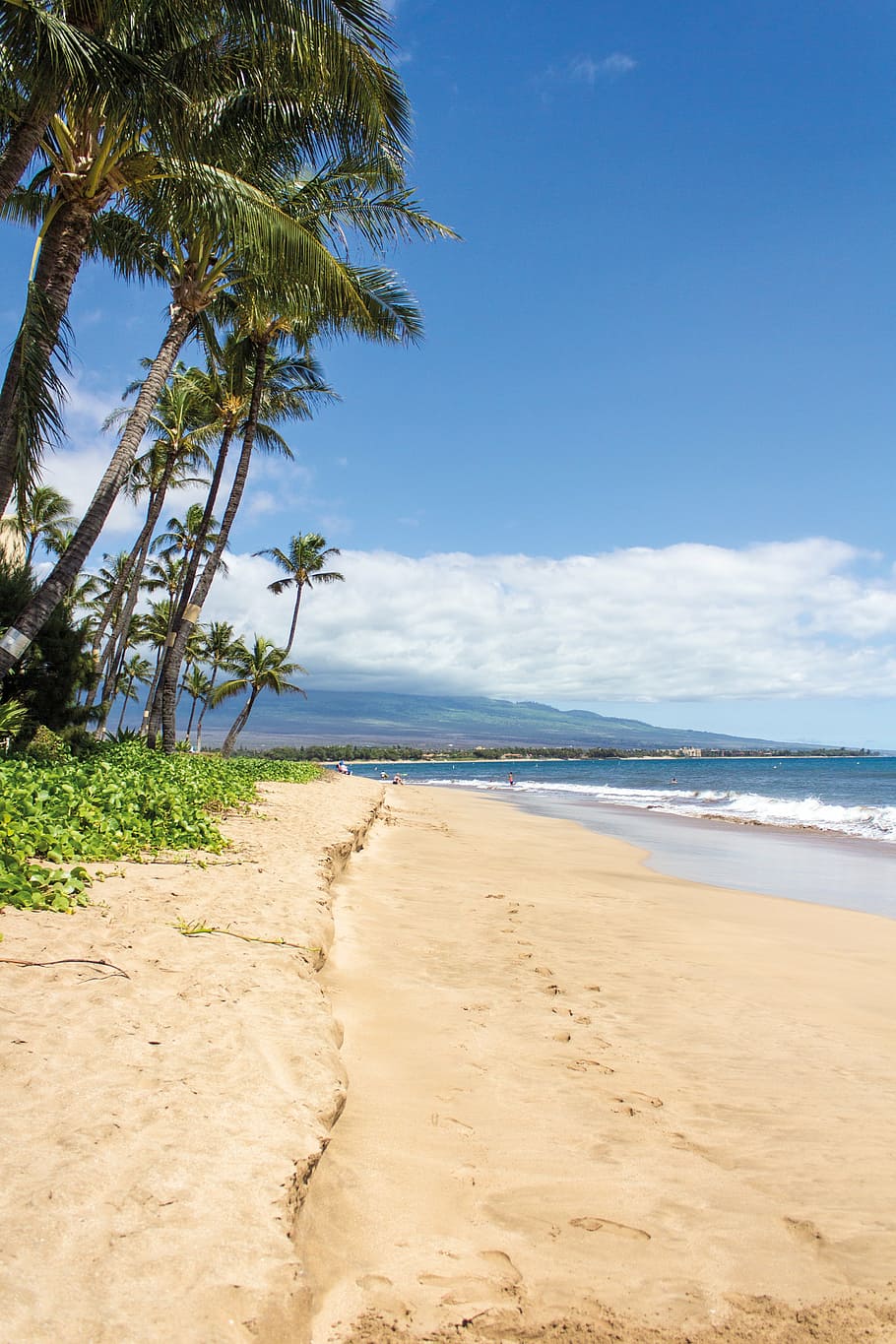 foto, beira mar, ao lado, palmeiras, praia, havaí, maui, paisagem, areia, mar