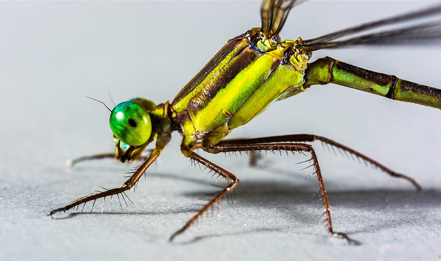 dragonfly, insect, close, eye, green, compound, legs, bedornt, animal, nature