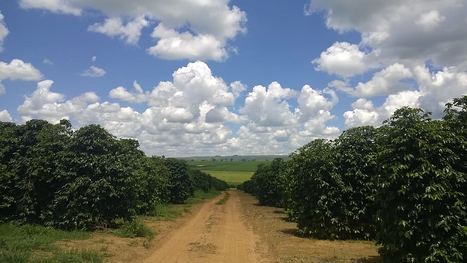 pathway, surrounded, trees, cloudy, sky, coffee, farm, minas, crop, plant