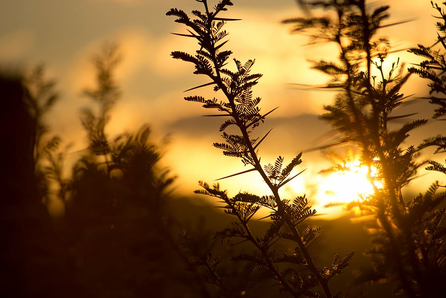 foto de silueta, planta, luz solar, superficial, foco, fotografía, puesta de sol, plantas, naturaleza, hojas