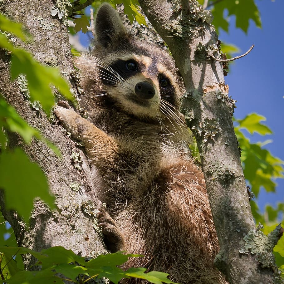 brown, raccoon, tree, face, close, animal, nature, wildlife, mammal, adorable