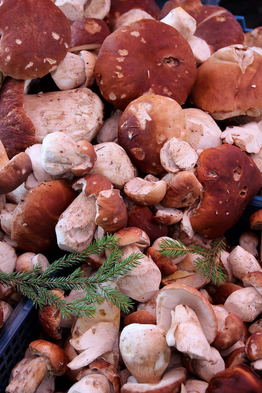 cep, forest, autumn, mushrooms, nature, market, chestnut, mushroom, noble rot, food and drink
