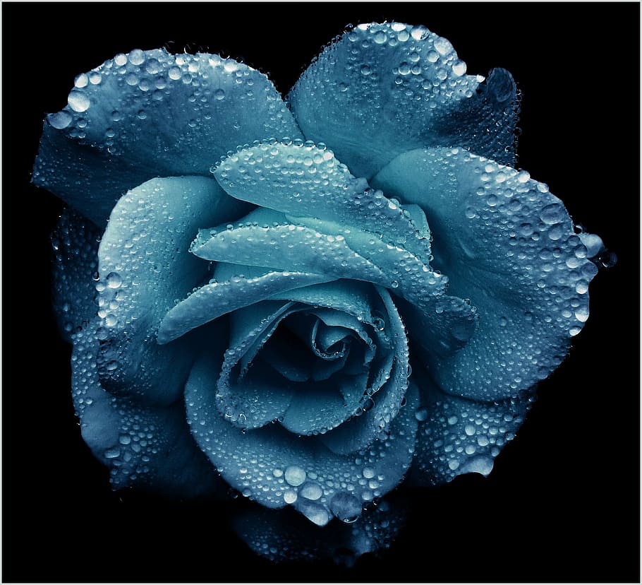 Blue Rose Flower Water Dew Gold Romantic Blossom Bloom Noble Drop Of Water Pxfuel