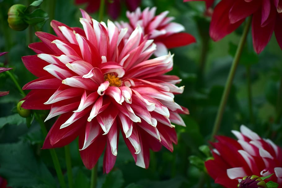 chrysanthemum, flower, red, white, nature, garden, flowering plant, fragility, vulnerability, petal