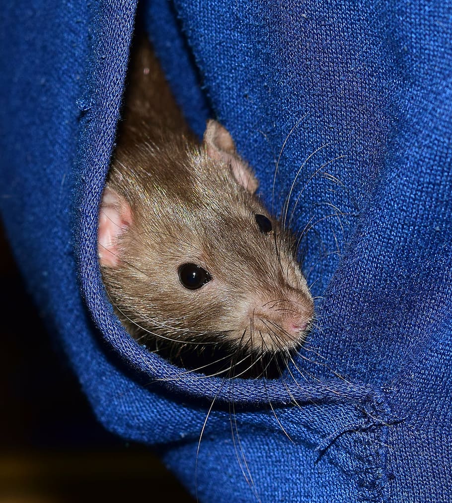 black, mouse, blue, textile, rat, color rat, rodent, animal, mammal, ears