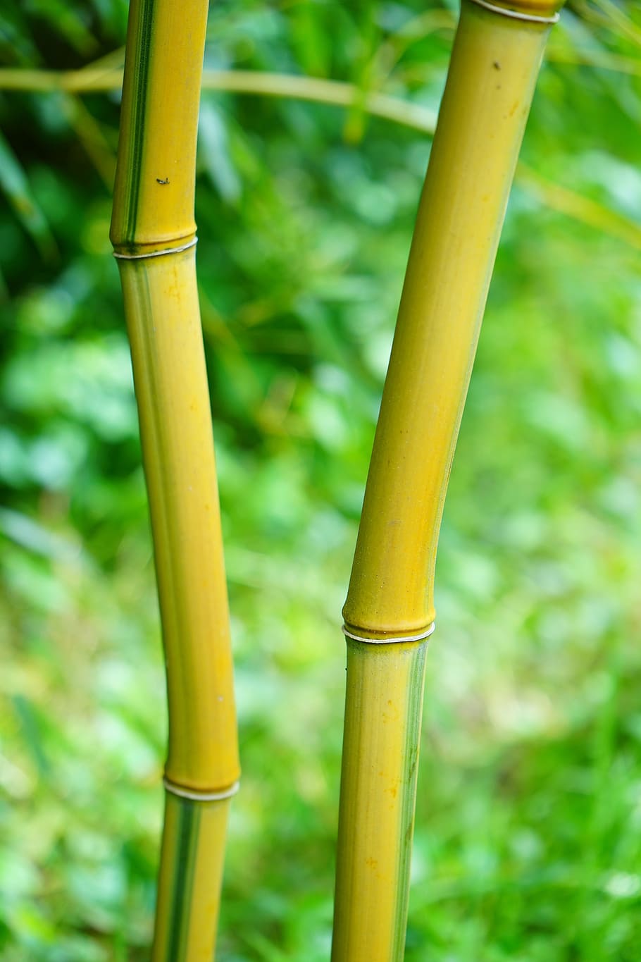 close-up photo, green, bamboo trunks, Gold, Bamboo, Tube, Stalk, Green, Yellow, gold bamboo tube, yellow