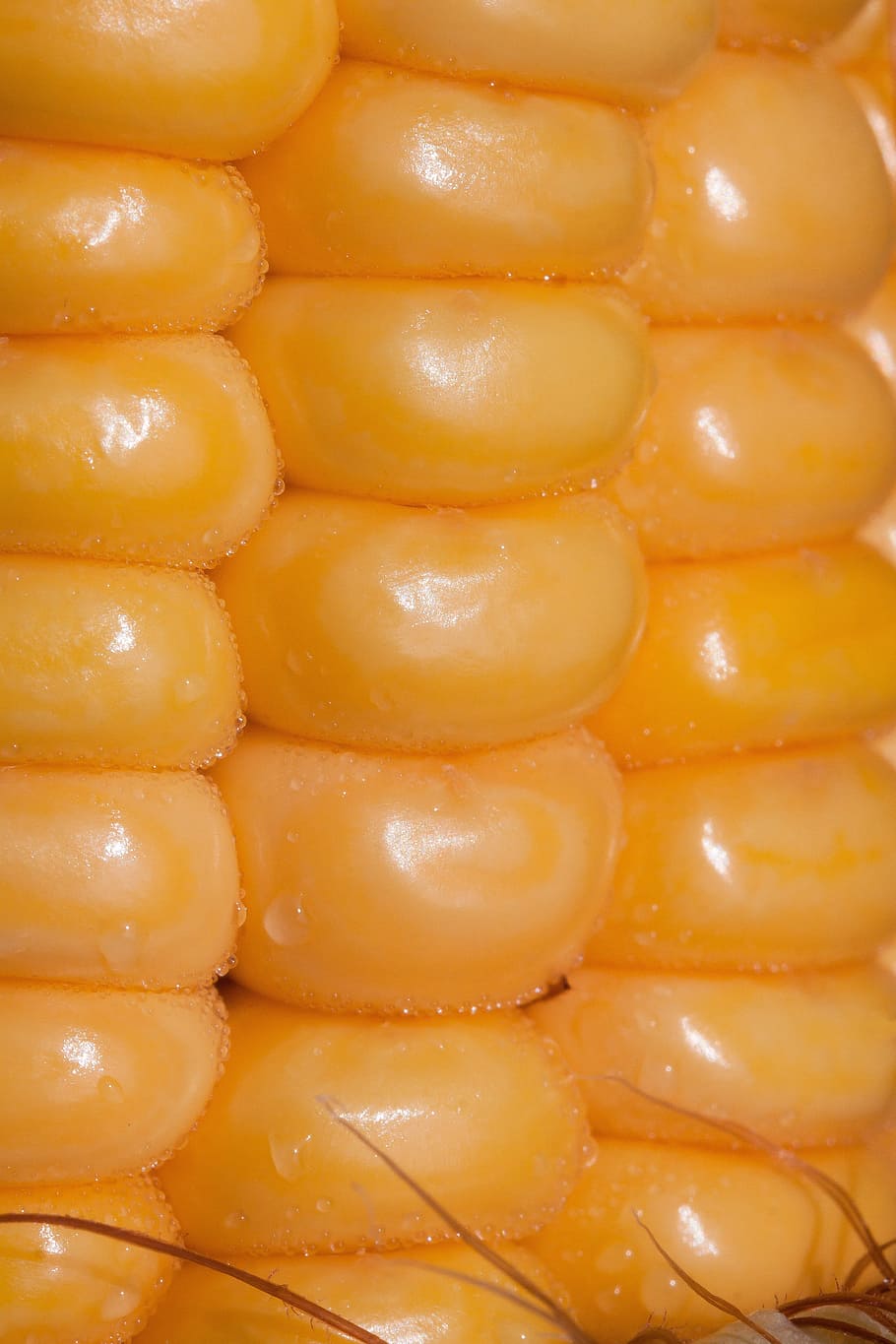 corn kernels, corn on the cob, corn, zea mays, cereals, food, autumn, kukuruz, culture of maize, ripe