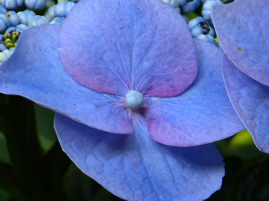 hortensia, flor, florecer, azul, hortensia de invernadero, hortensias, arbusto ornamental, hortensia macrophylla, culata, schirmförmig