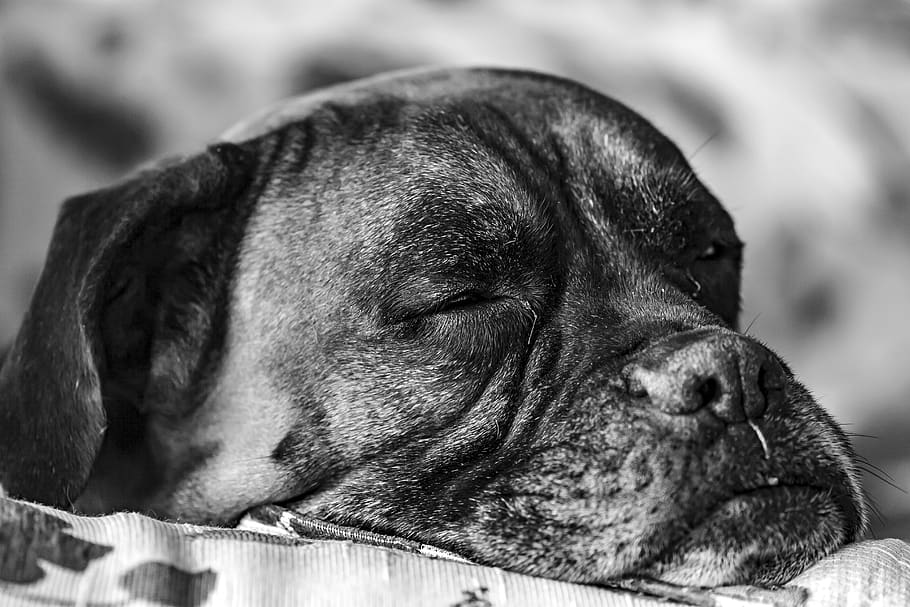 indoors, close-up, pets, animals, domestic, black and white, shell, dog, lying down, sleepy