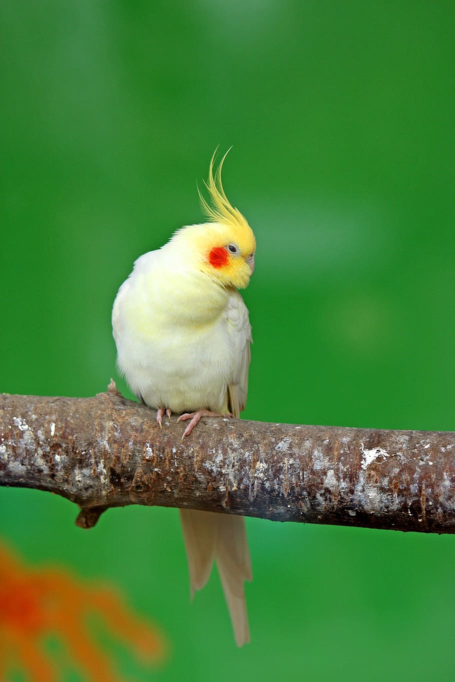 closeup, yellow, cockatiel, bird, parrot, pretty, cute, animal, pet, perching