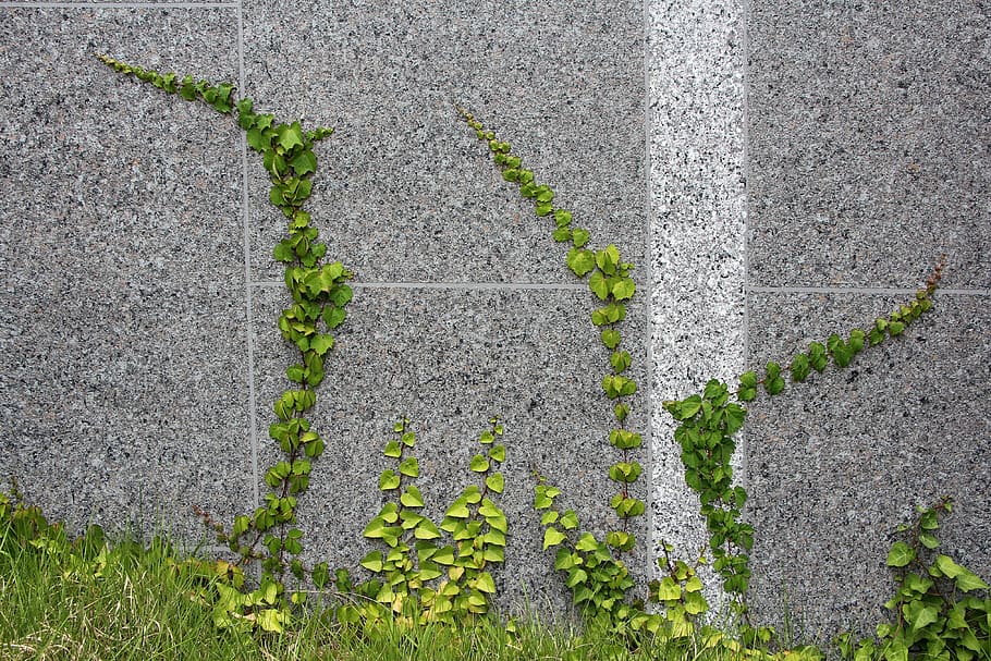 green, vines, gray, concrete, wall, daytime, ivy, vine, abstract, nature