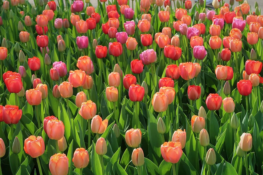tulipa, tulipas, holanda, primavera, verão, plano de fundo, bulbos de tulipa, natureza, jardim, planta